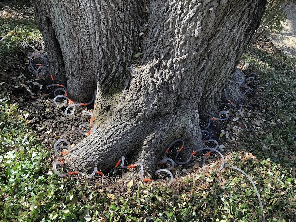 Detailed Tree Cabling and Bracing job site in Carrollton